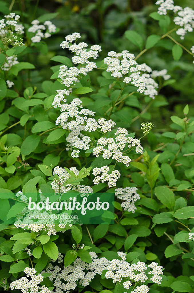 521168 - Spirée (Spiraea decumbens)