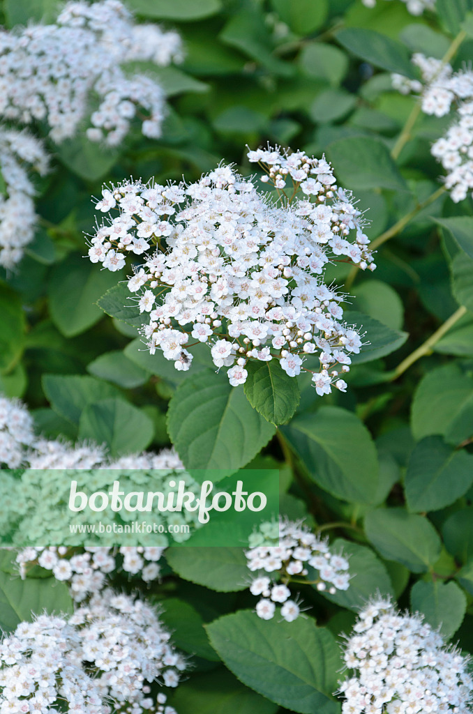 508190 - Spirée (Spiraea media 'Snow Storm')