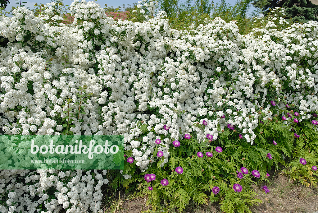 471462 - Spirée (Spiraea x vanhouttei)