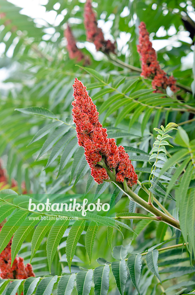 522119 - Sumac de Virginie (Rhus hirta syn. Rhus typhina)