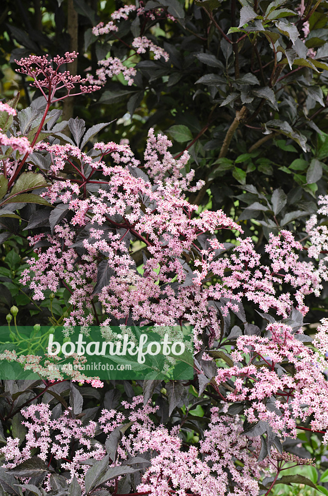 497021 - Sureau noir (Sambucus nigra 'Black Beauty')