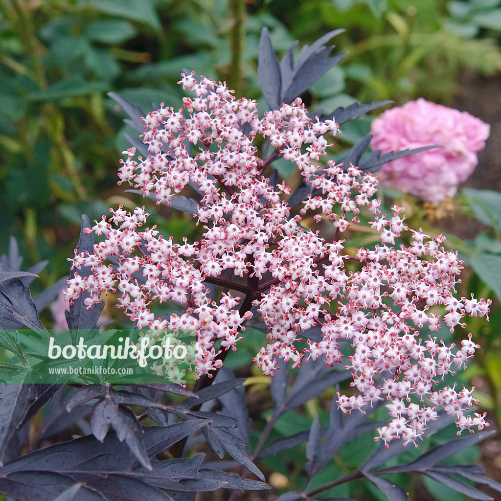 502428 - Sureau noir (Sambucus nigra 'Black Lace')