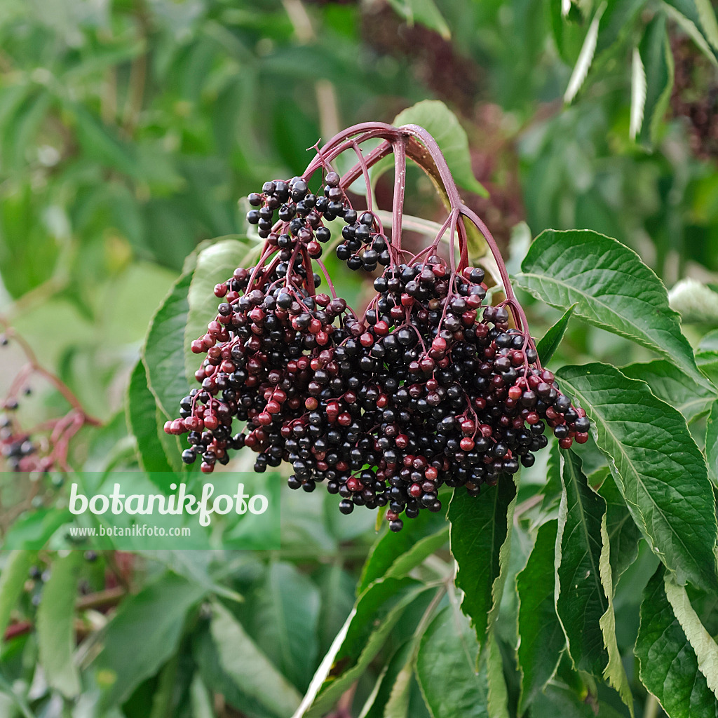 454094 - Sureau noir (Sambucus nigra 'Sampo')