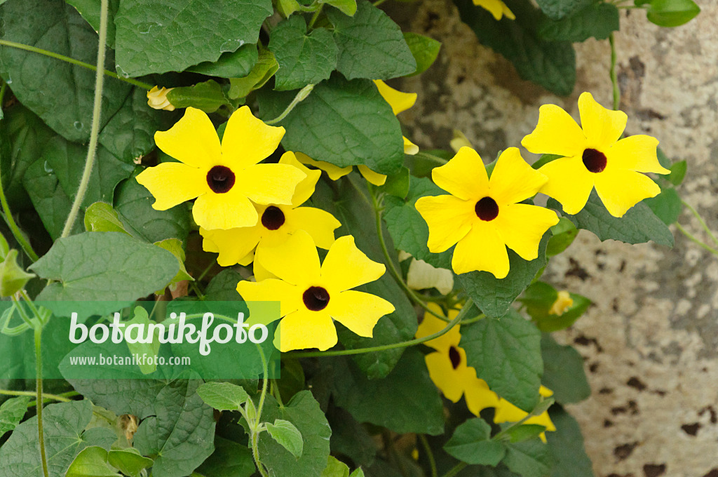 472044 - Suzanne aux yeux noirs (Thunbergia alata)