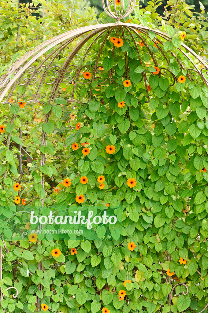 487258 - Suzanne aux yeux noirs (Thunbergia alata)