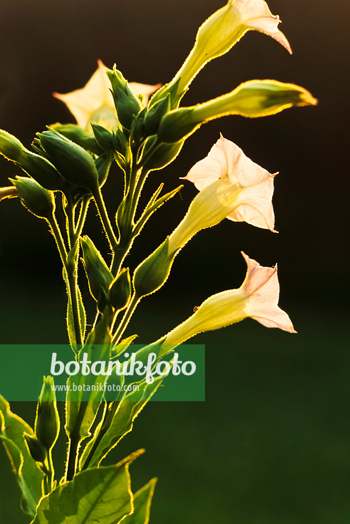 381132 - Tabac de Virginie (Nicotiana tabacum)