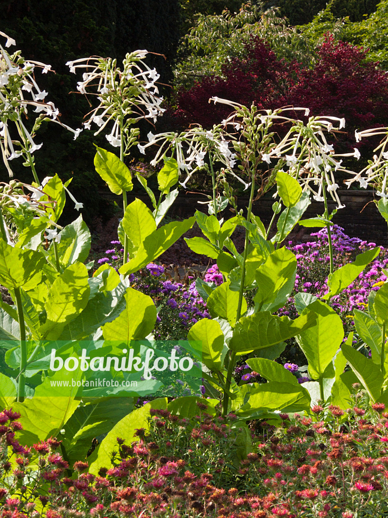 418042 - Tabac sylvestre (Nicotiana sylvestris)