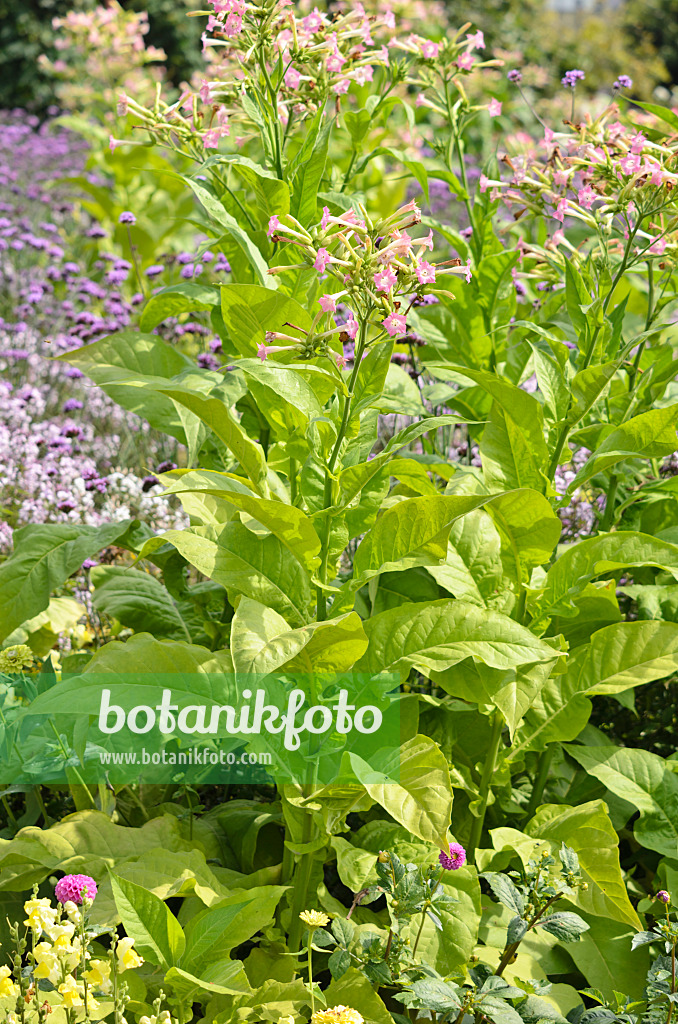 536111 - Tabac sylvestre (Nicotiana sylvestris)