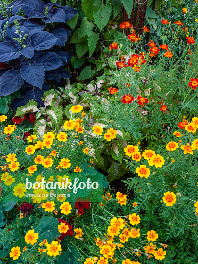 416049 - Tagète citron (Tagetes tenuifolia)