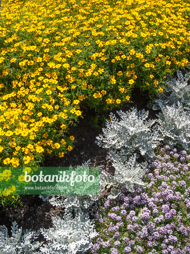 403061 - Tagète citron (Tagetes tenuifolia 'Tutu') et séneçon cinéraire (Senecio cineraria)