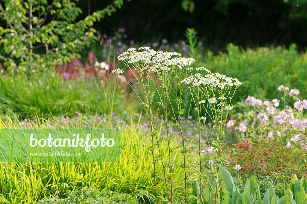 485192 - Tanaisie en corymbes (Tanacetum corymbosum)