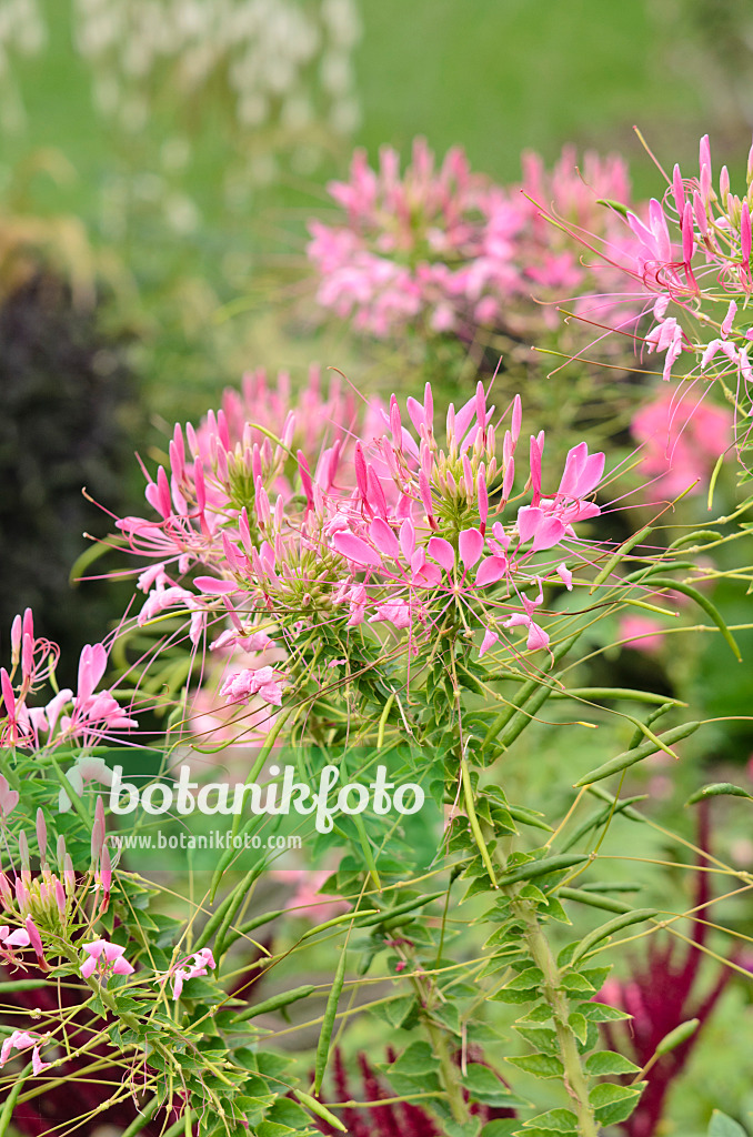 547030 - Tarenaya hassleriana 'Kirschkönigin' syn. Cleome hassleriana 'Kirschkönigin'