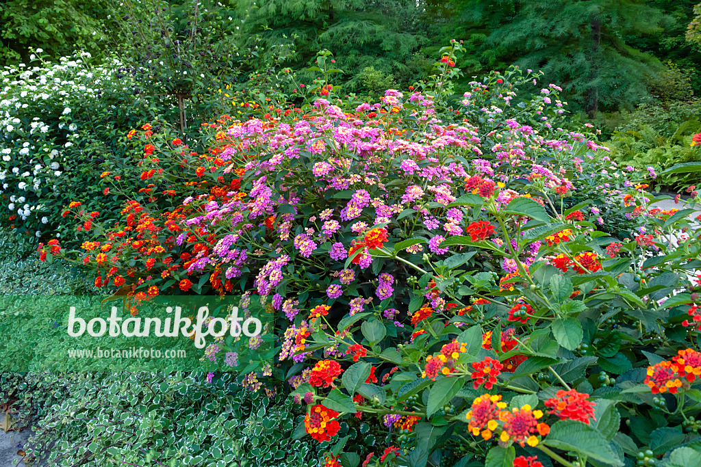 452089 - Thé de Gambie (Lantana camara)