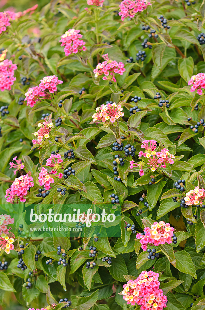 535445 - Thé de Gambie (Lantana camara)