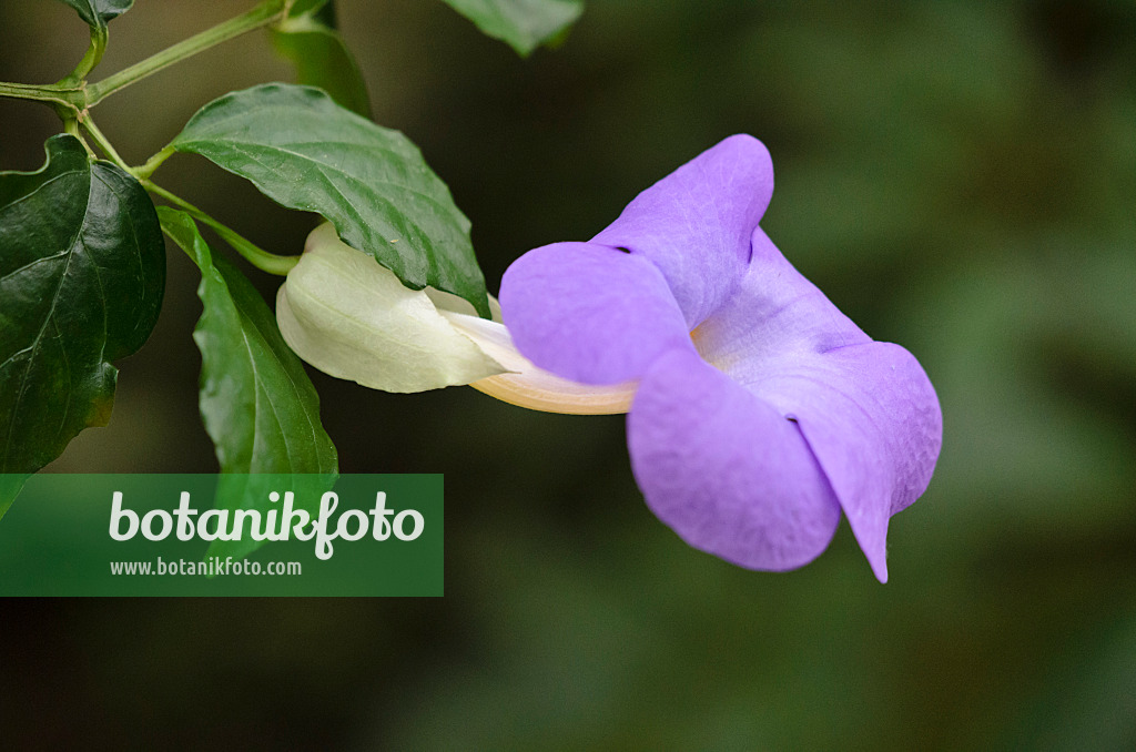 533592 - Thunbergia battiscombei