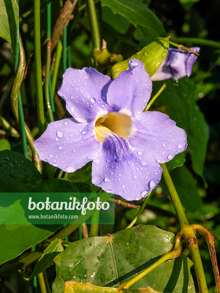 427152 - Thunbergia grandiflora