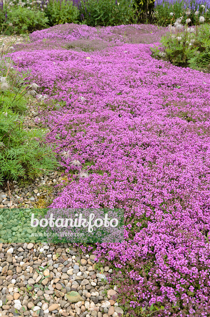 521270 - Thym serpolet (Thymus serpyllum 'Coccineus')