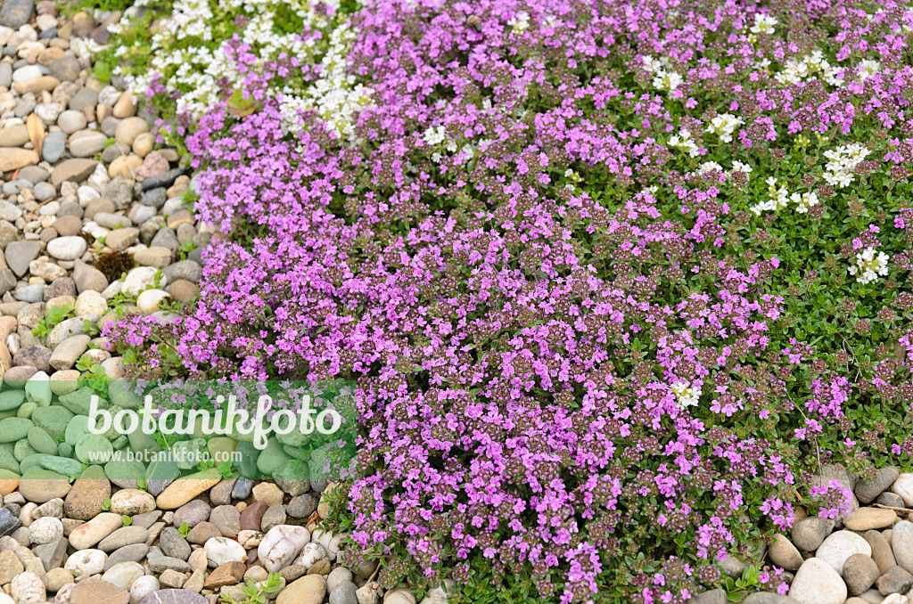 521268 - Thym serpolet (Thymus serpyllum 'Coccineus' et Thymus serpyllum 'Alba')