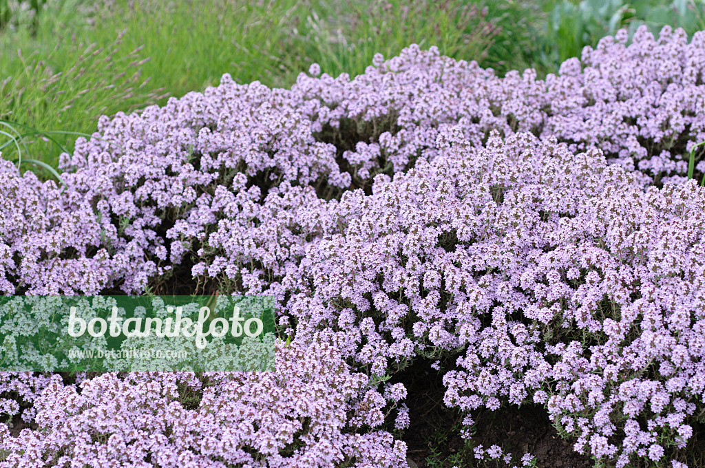 472242 - Thym (Thymus doerfleri 'Bressingham Seedling')