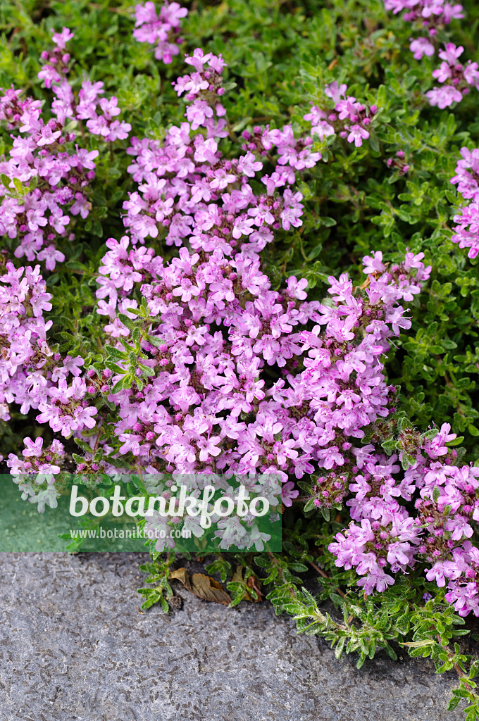 484247 - Thym (Thymus doerfleri 'Bressingham Seedling')