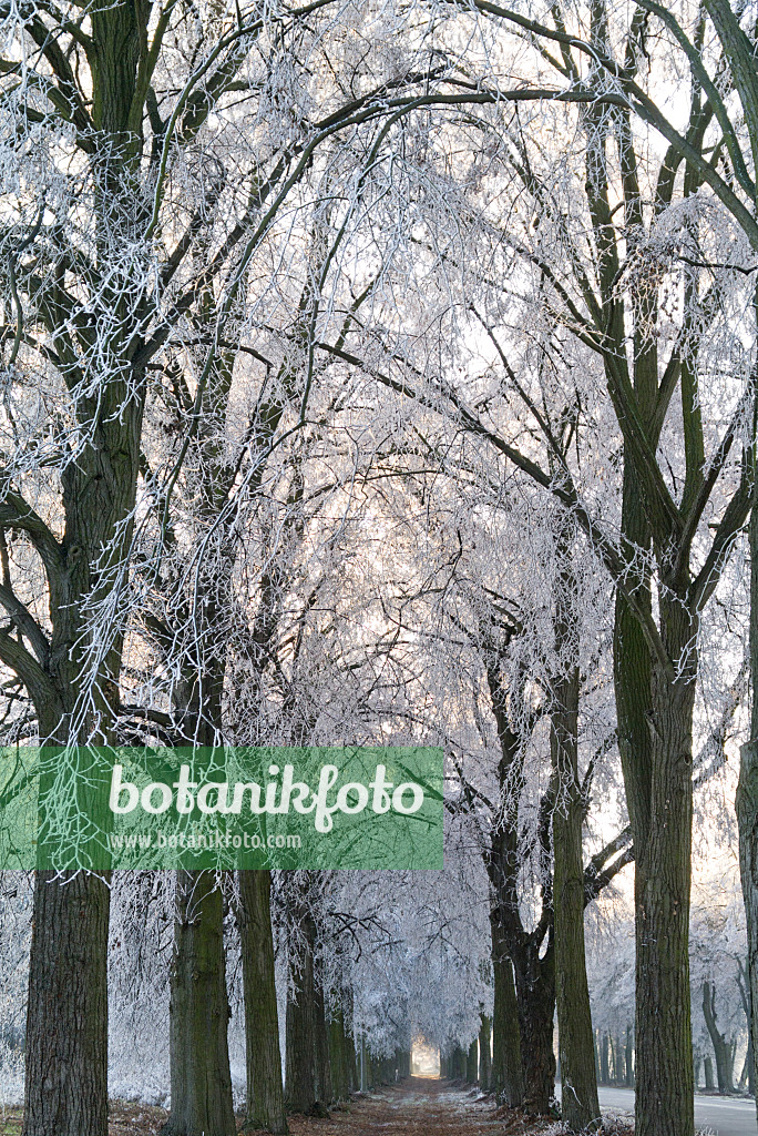 565031 - Tilleuls (Tilia) avec du givre