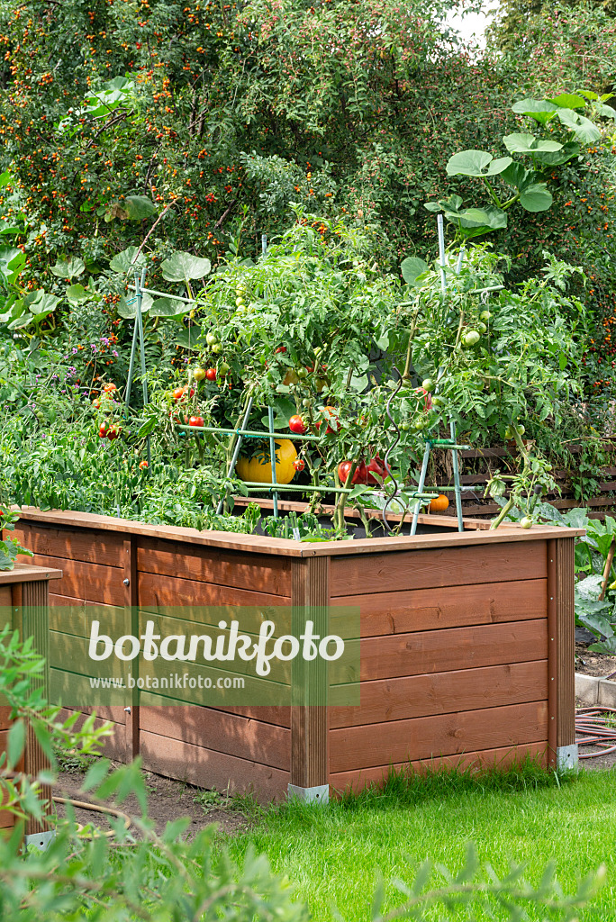 625005 - Tomate (Lycopersicon esculentum) dans des potagers surélevés