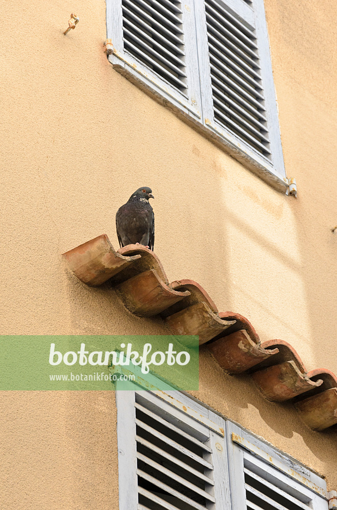 569037 - Tourterelle (Streptopelia) sur une vieille maison de ville, Antibes, France