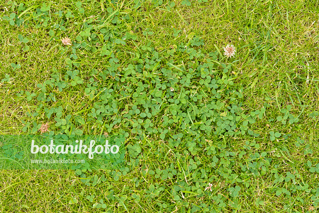 558277 - Trèfle blanc (Trifolium repens)