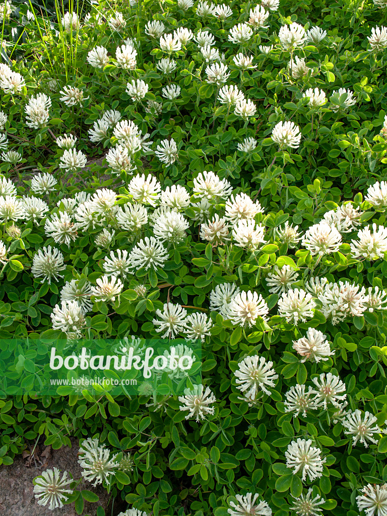 460111 - Trèfle de Pignant (Trifolium pignantii)