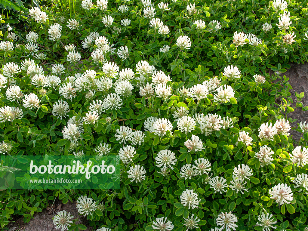 460112 - Trèfle de Pignant (Trifolium pignantii)