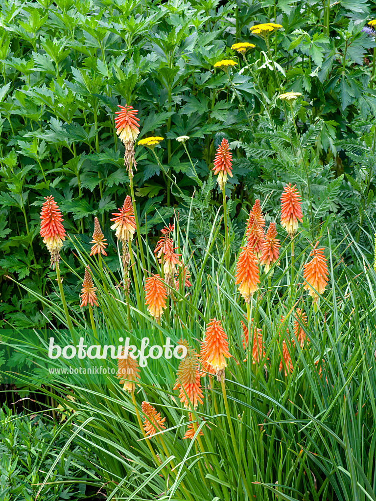 449027 - Tritome à longues grappes (Kniphofia uvaria 'Flamenco')