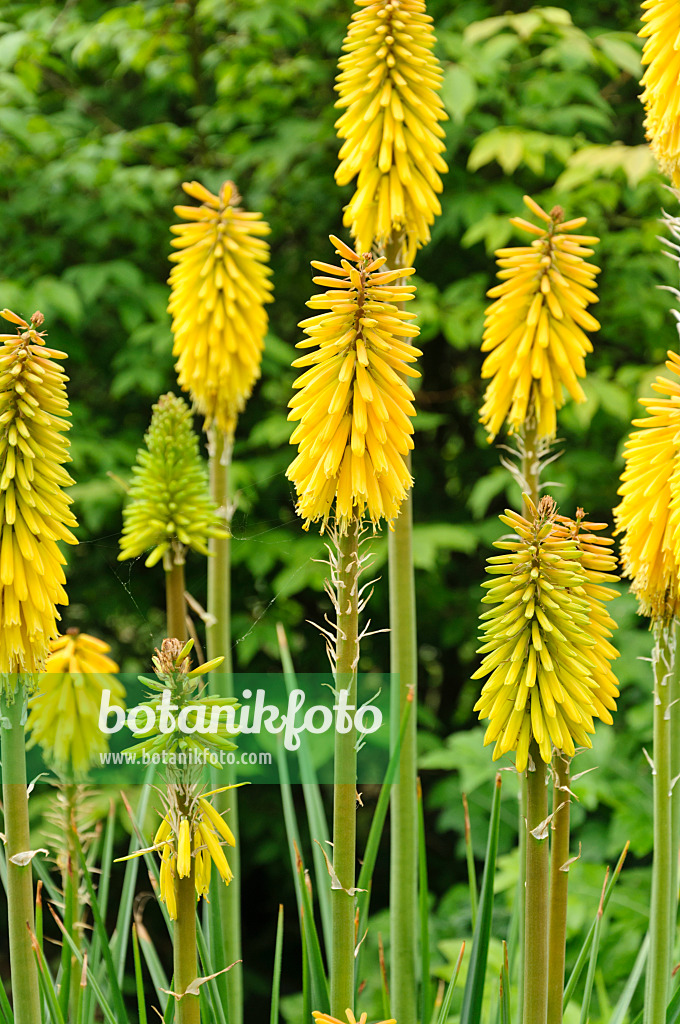 486091 - Tritome (Kniphofia Green Magic)