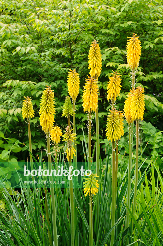 486092 - Tritome (Kniphofia Green Magic)