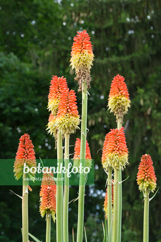 608084 - Tritome (Kniphofia sarmentosa)