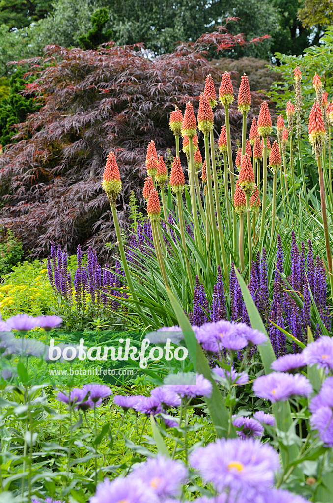 497219 - Tritomes (Kniphofia), vergerettes (Erigeron) et sauges (Salvia)