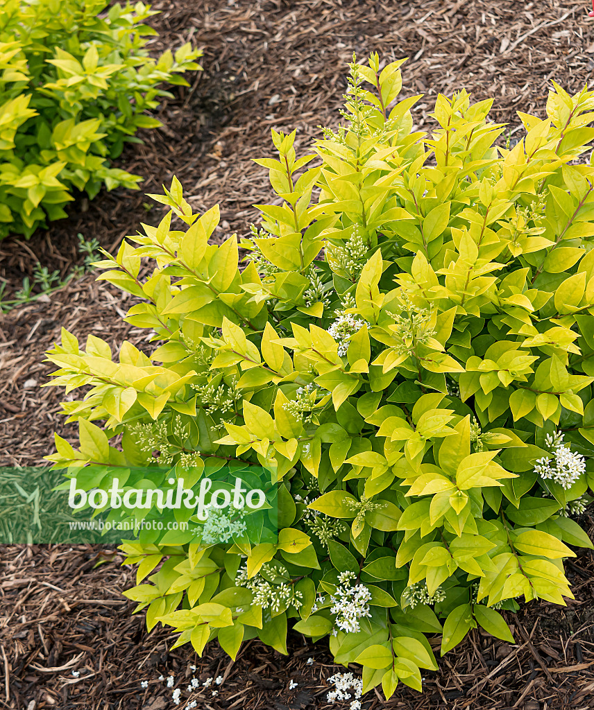 607127 - Troène (Ligustrum x vicaryi 'Golden Ticket')