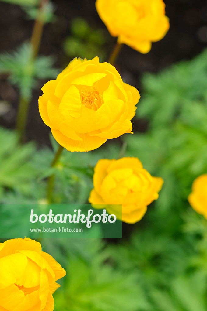 484076 - Trolle d'Asie (Trollius asiaticus)