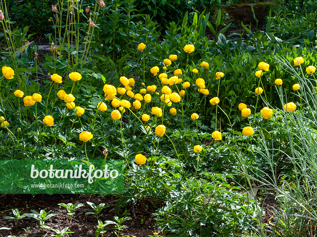 460096 - Trolle d'Europe (Trollius europaeus)