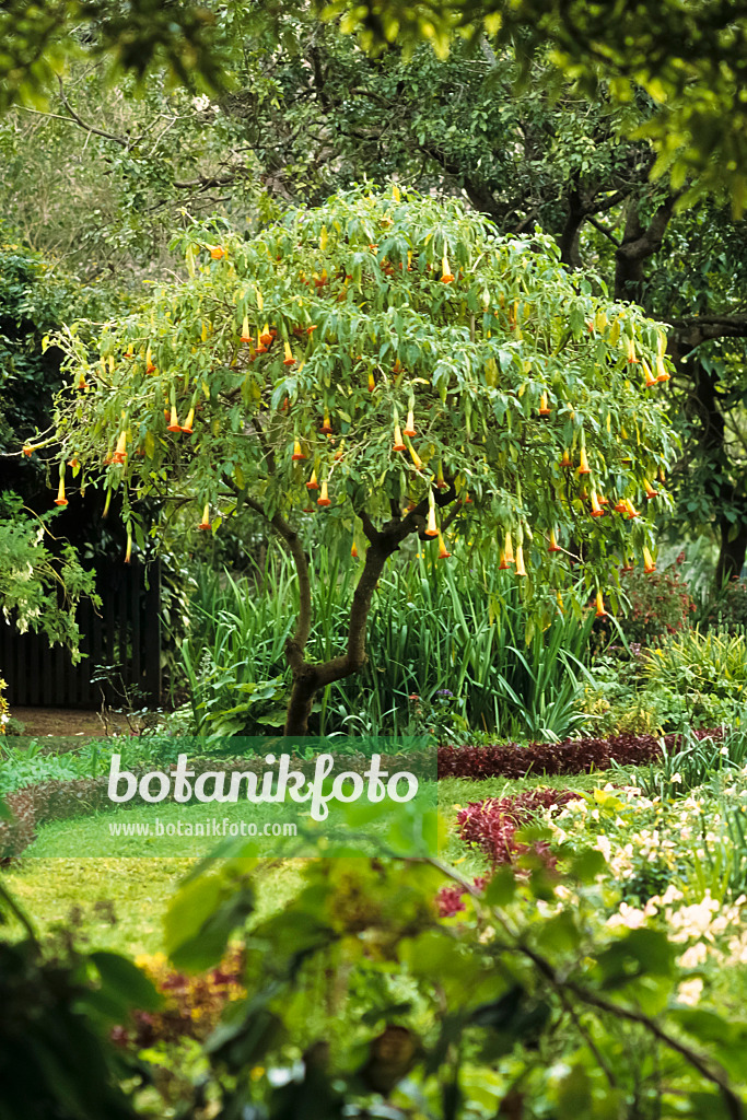 388074 - Trompette des anges écarlate (Brugmansia sanguinea)