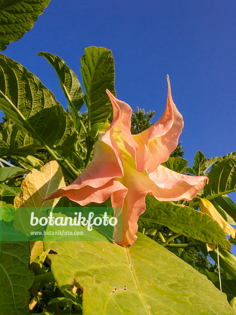 402224 - Trompette des anges écarlate (Brugmansia suaveolens)