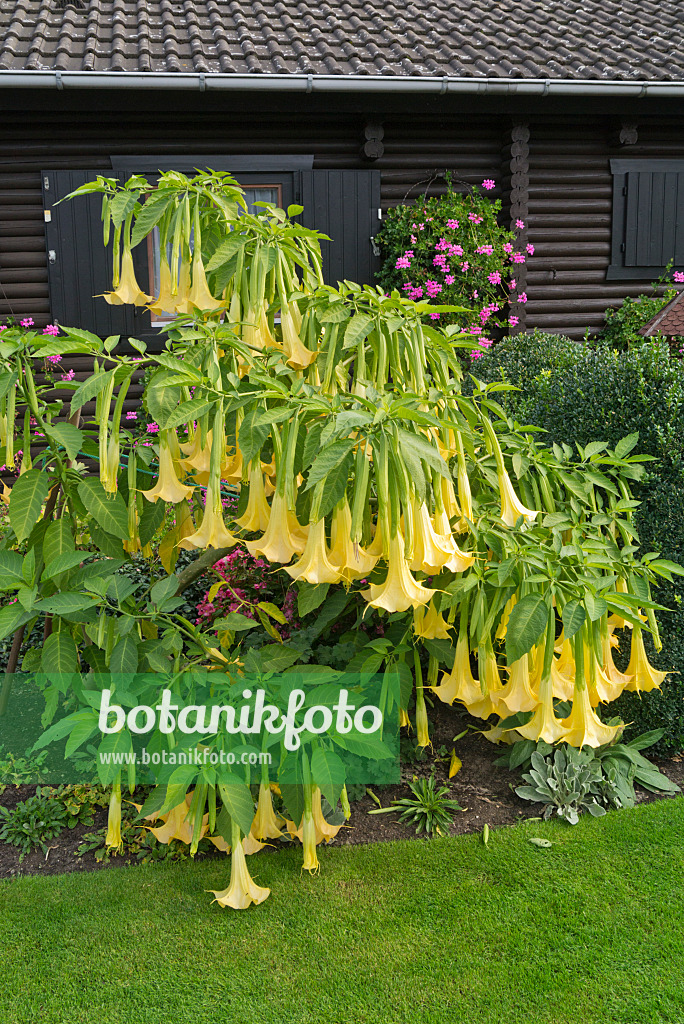 536209 - Trompette des anges écarlate (Brugmansia)