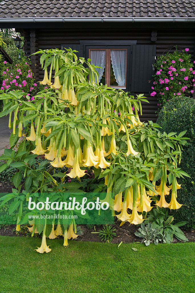 536210 - Trompette des anges écarlate (Brugmansia)