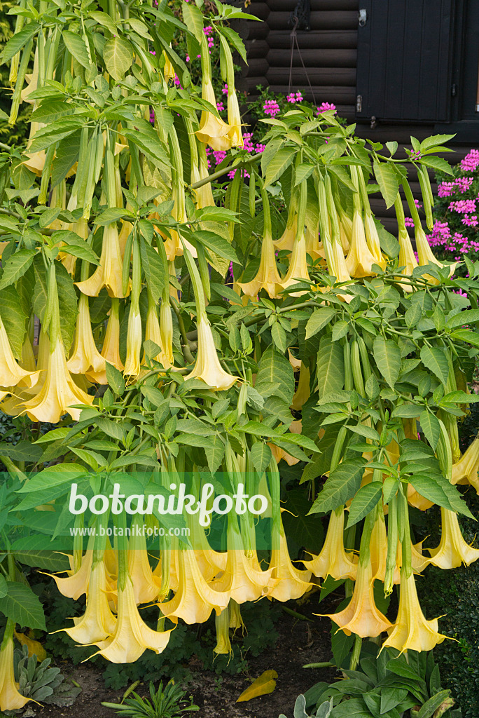 536211 - Trompette des anges écarlate (Brugmansia)