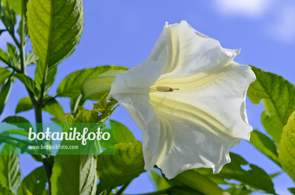 572077 - Trompette des anges écarlate (Brugmansia suaveolens)