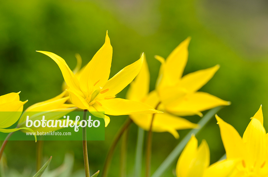 495163 - Tulipe des bois (Tulipa sylvestris)