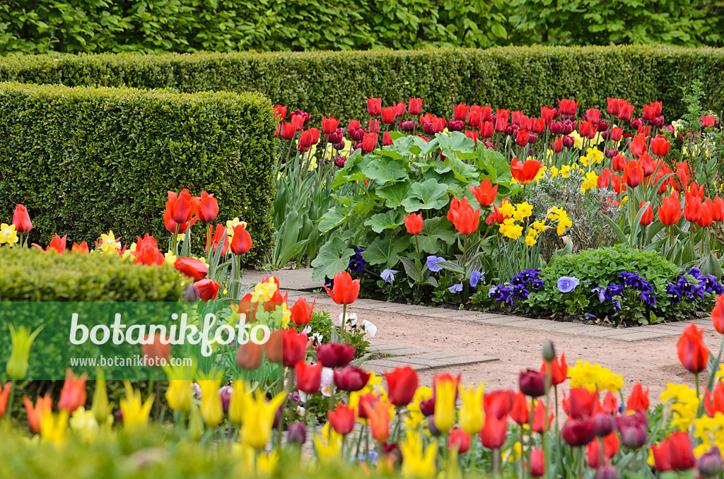 520053 - Tulipes (Tulipa), violettes (Viola) et narcisses (Narcissus)