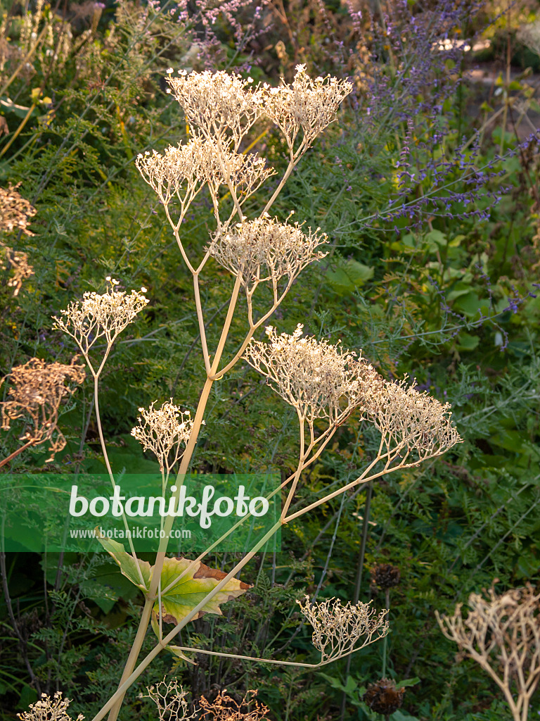 404070 - Valériane à feuilles d'alliaire (Valeriana alliariifolia)