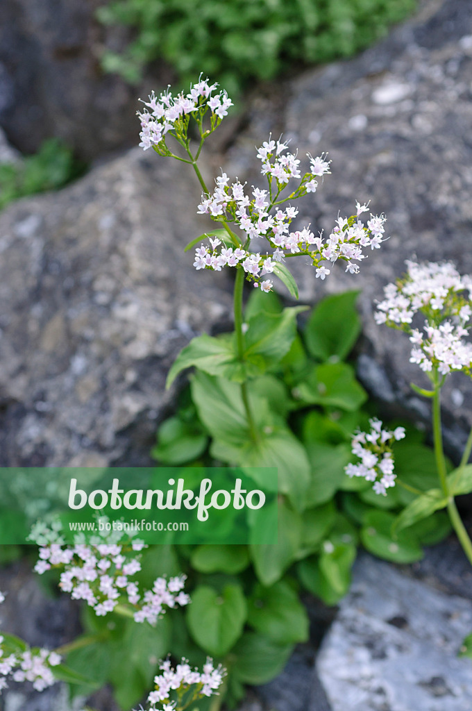 472124 - Valériane des rochers (Valeriana saxatilis)