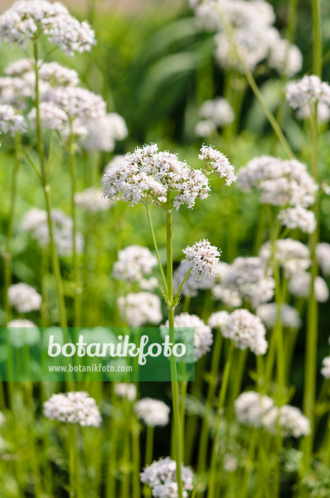 521107 - Valériane officinale (Valeriana officinalis)