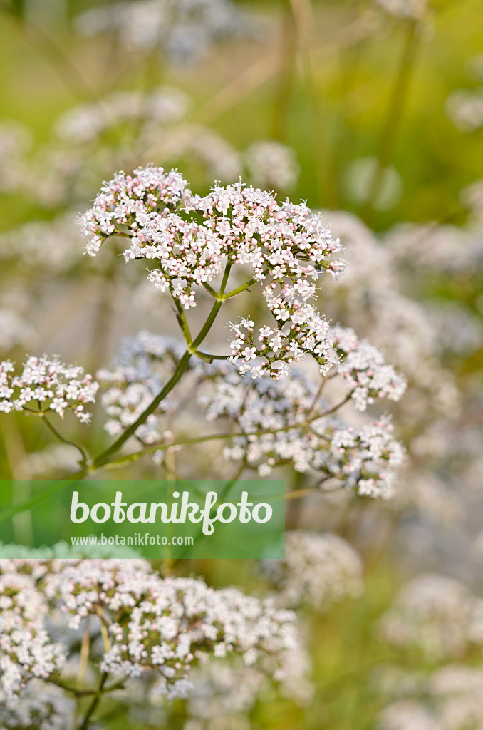 521488 - Valériane officinale (Valeriana officinalis)